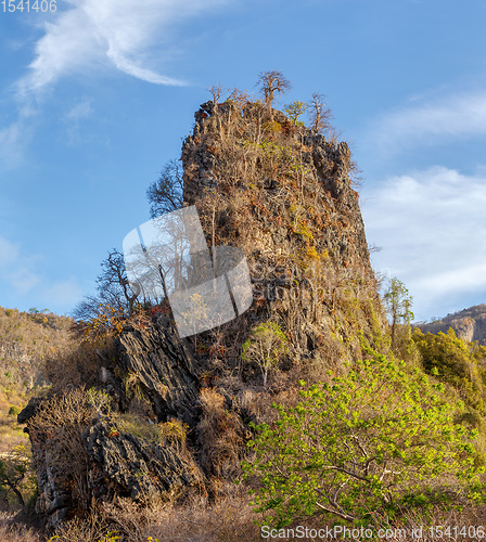 Image of tree on rock landscape Madagascar