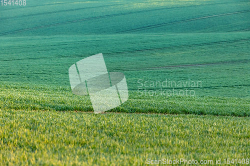 Image of Beautiful green spring rural landscape