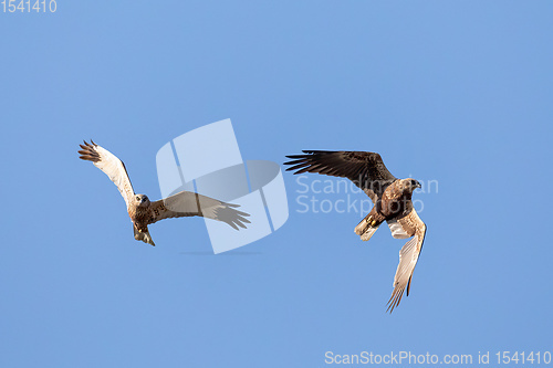 Image of Birds of prey - Marsh Harrier, Europe Wildlife