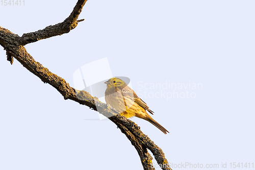 Image of bird yellowhammer, Europe wildlife