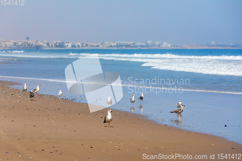 Image of Kelp Gull on coastline of atlantic ocean, Namibia