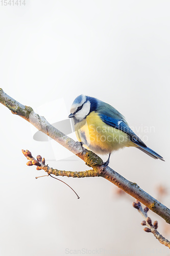 Image of Eurasian blue tit in the nature