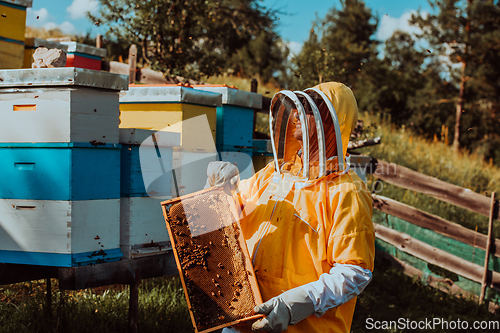 Image of Beekeeper checking honey on the beehive frame in the field. Small business owner on apiary. Natural healthy food produceris working with bees and beehives on the apiary.