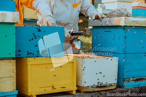 Image of Beekeepers checking honey on the beehive frame in the field. Small business owners on apiary. Natural healthy food produceris working with bees and beehives on the apiary.