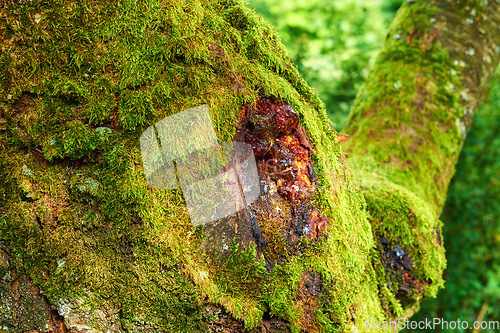 Image of Denmark nature, countryside and environment. Nature in the Kingdom of Denmark.