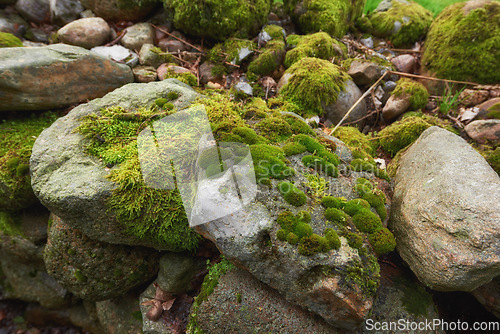 Image of Denmark nature, countryside and environment. Nature in the Kingdom of Denmark.