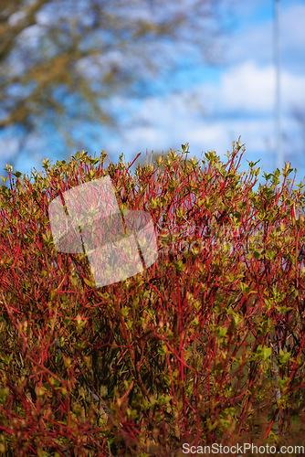 Image of Denmark nature, countryside and environment. Nature in the Kingdom of Denmark.