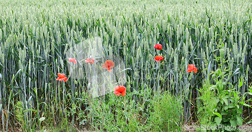 Image of Denmark nature, countryside and environment. Nature in the Kingdom of Denmark.