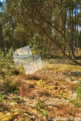 Image of Denmark nature, countryside and environment. Nature in the Kingdom of Denmark.