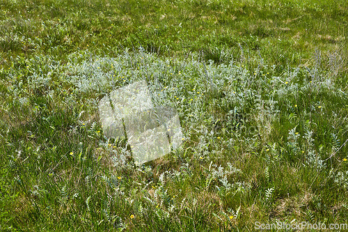 Image of Denmark nature, countryside and environment. Nature in the Kingdom of Denmark.