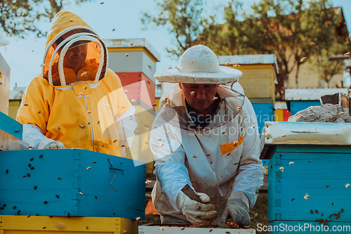 Image of Beekeepers checking honey on the beehive frame in the field. Small business owners on apiary. Natural healthy food produceris working with bees and beehives on the apiary.