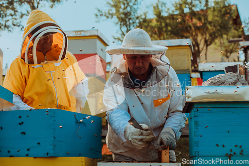 Image of Beekeepers checking honey on the beehive frame in the field. Small business owners on apiary. Natural healthy food produceris working with bees and beehives on the apiary.