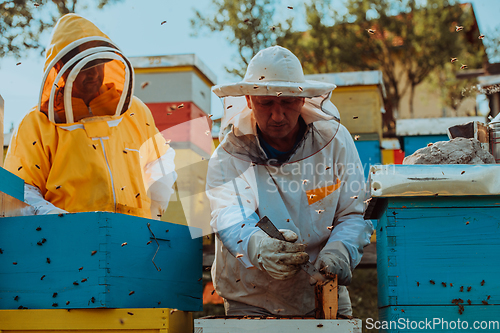 Image of Beekeepers checking honey on the beehive frame in the field. Small business owners on apiary. Natural healthy food produceris working with bees and beehives on the apiary.