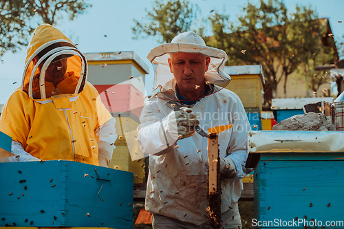 Image of Beekeepers checking honey on the beehive frame in the field. Small business owners on apiary. Natural healthy food produceris working with bees and beehives on the apiary.