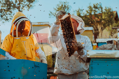 Image of Beekeepers checking honey on the beehive frame in the field. Small business owners on apiary. Natural healthy food produceris working with bees and beehives on the apiary.