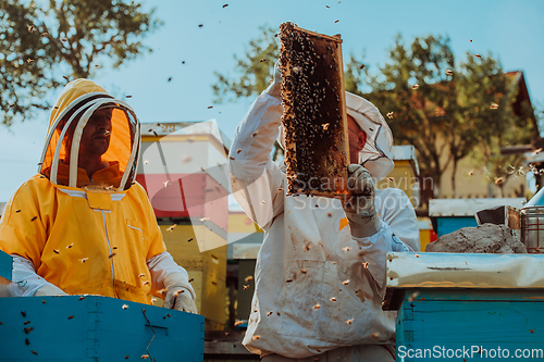 Image of Beekeepers checking honey on the beehive frame in the field. Small business owners on apiary. Natural healthy food produceris working with bees and beehives on the apiary.