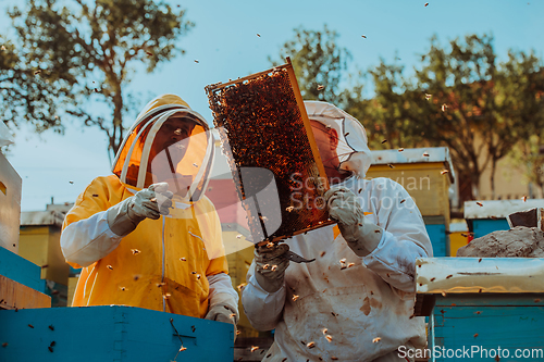 Image of Beekeepers checking honey on the beehive frame in the field. Small business owners on apiary. Natural healthy food produceris working with bees and beehives on the apiary.