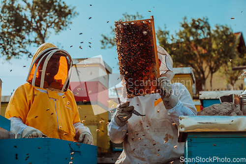 Image of Beekeepers checking honey on the beehive frame in the field. Small business owners on apiary. Natural healthy food produceris working with bees and beehives on the apiary.