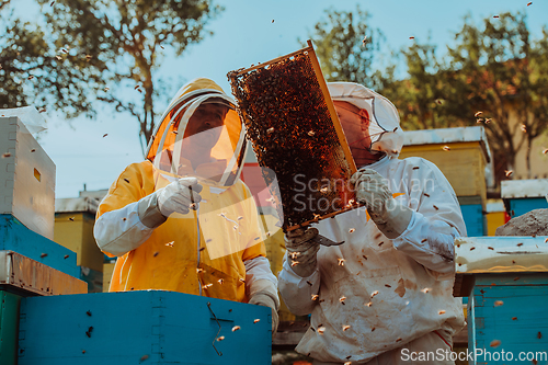 Image of Beekeepers checking honey on the beehive frame in the field. Small business owners on apiary. Natural healthy food produceris working with bees and beehives on the apiary.