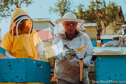 Image of Beekeepers checking honey on the beehive frame in the field. Small business owners on apiary. Natural healthy food produceris working with bees and beehives on the apiary.