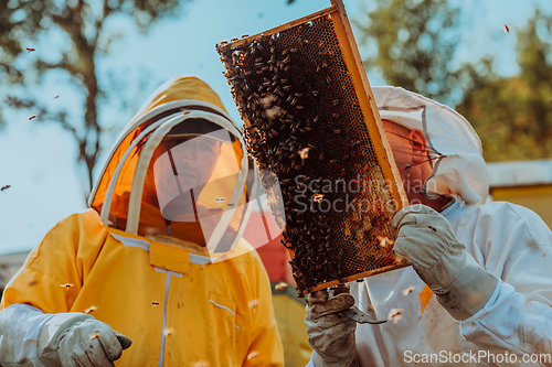 Image of Beekeepers checking honey on the beehive frame in the field. Small business owners on apiary. Natural healthy food produceris working with bees and beehives on the apiary.