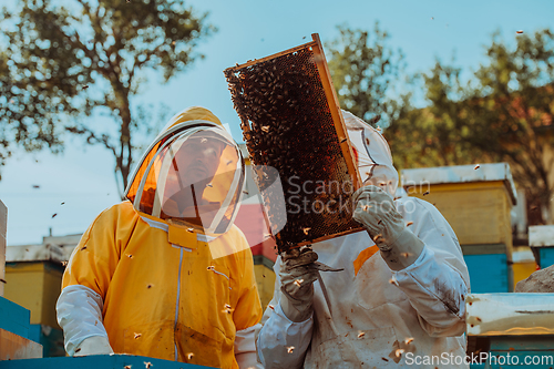 Image of Beekeepers checking honey on the beehive frame in the field. Small business owners on apiary. Natural healthy food produceris working with bees and beehives on the apiary.