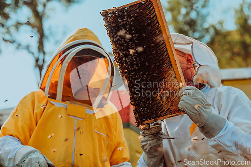 Image of Beekeepers checking honey on the beehive frame in the field. Small business owners on apiary. Natural healthy food produceris working with bees and beehives on the apiary.