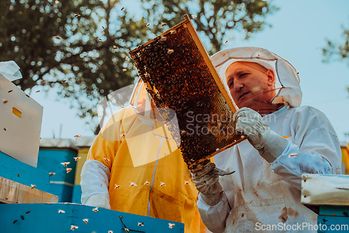 Image of Beekeepers checking honey on the beehive frame in the field. Small business owners on apiary. Natural healthy food produceris working with bees and beehives on the apiary.