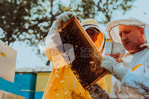 Image of Beekeepers checking honey on the beehive frame in the field. Small business owners on apiary. Natural healthy food produceris working with bees and beehives on the apiary.