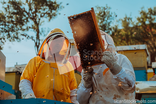 Image of Beekeepers checking honey on the beehive frame in the field. Small business owners on apiary. Natural healthy food produceris working with bees and beehives on the apiary.