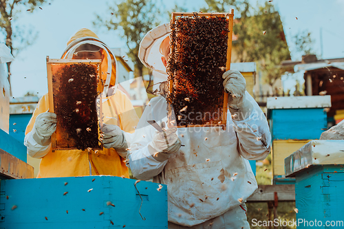 Image of Beekeepers checking honey on the beehive frame in the field. Small business owners on apiary. Natural healthy food produceris working with bees and beehives on the apiary.