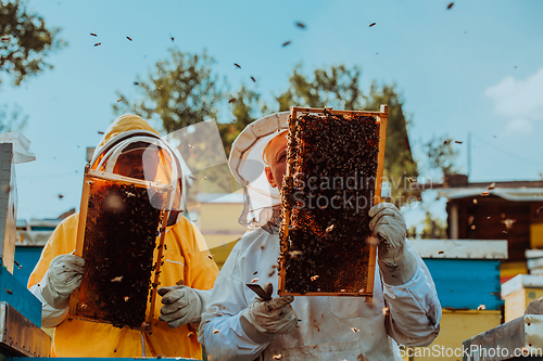 Image of Beekeepers checking honey on the beehive frame in the field. Small business owners on apiary. Natural healthy food produceris working with bees and beehives on the apiary.