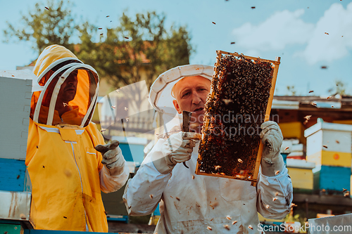 Image of Beekeepers checking honey on the beehive frame in the field. Small business owners on apiary. Natural healthy food produceris working with bees and beehives on the apiary.