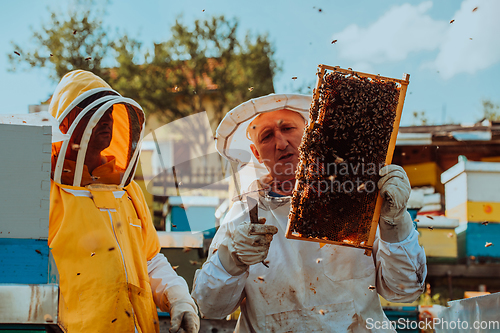 Image of Beekeepers checking honey on the beehive frame in the field. Small business owners on apiary. Natural healthy food produceris working with bees and beehives on the apiary.