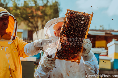 Image of Beekeepers checking honey on the beehive frame in the field. Small business owners on apiary. Natural healthy food produceris working with bees and beehives on the apiary.