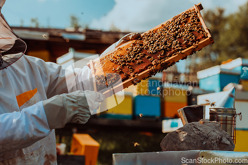 Image of Beekeeper holding the beehive frame filled with honey against the sunlight in the field full of flowers