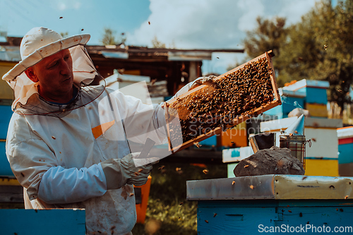 Image of Beekeeper holding the beehive frame filled with honey against the sunlight in the field full of flowers