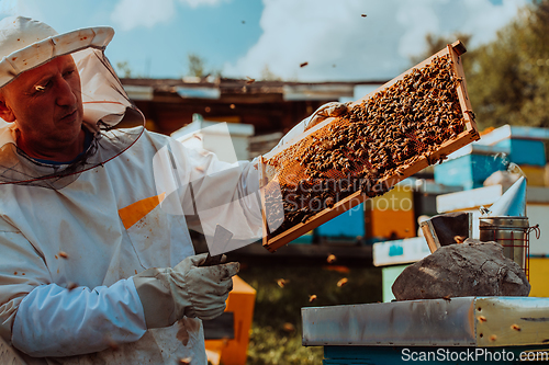 Image of Beekeeper holding the beehive frame filled with honey against the sunlight in the field full of flowers