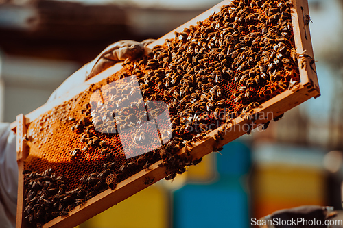 Image of Beekeeper holding the beehive frame filled with honey against the sunlight in the field full of flowers