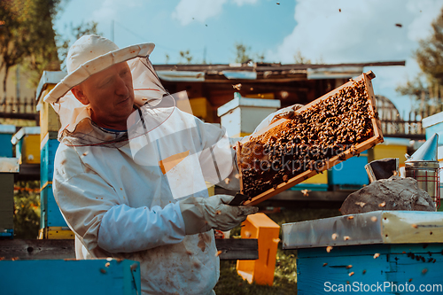 Image of Beekeepers checking honey on the beehive frame in the field. Small business owners on apiary. Natural healthy food produceris working with bees and beehives on the apiary.