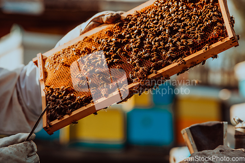 Image of Beekeeper holding the beehive frame filled with honey against the sunlight in the field full of flowers