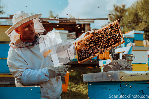 Image of Beekeeper checking honey on the beehive frame in the field. Beekeeper on apiary. Beekeeper is working with bees and beehives on the apiary.