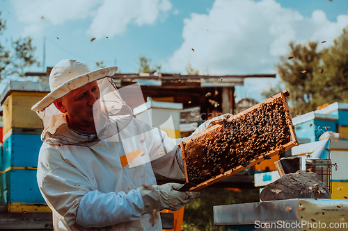 Image of Beekeeper checking honey on the beehive frame in the field. Beekeeper on apiary. Beekeeper is working with bees and beehives on the apiary.