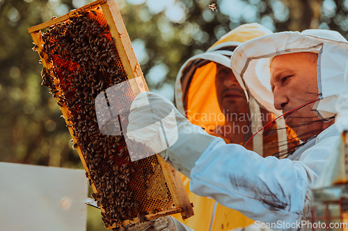 Image of Beekeepers checking honey on the beehive frame in the field. Small business owners on apiary. Natural healthy food produceris working with bees and beehives on the apiary.