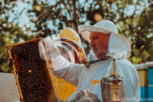 Image of Beekeepers checking honey on the beehive frame in the field. Small business owners on apiary. Natural healthy food produceris working with bees and beehives on the apiary.