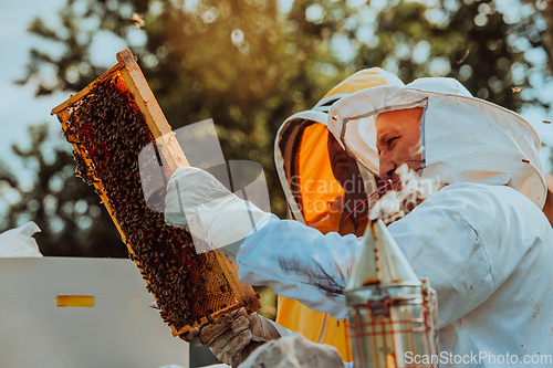 Image of Beekeepers checking honey on the beehive frame in the field. Small business owners on apiary. Natural healthy food produceris working with bees and beehives on the apiary.