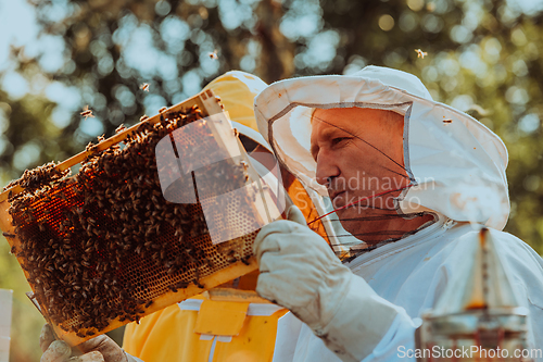 Image of Beekeepers checking honey on the beehive frame in the field. Small business owners on apiary. Natural healthy food produceris working with bees and beehives on the apiary.