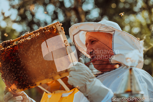 Image of Beekeepers checking honey on the beehive frame in the field. Small business owners on apiary. Natural healthy food produceris working with bees and beehives on the apiary.