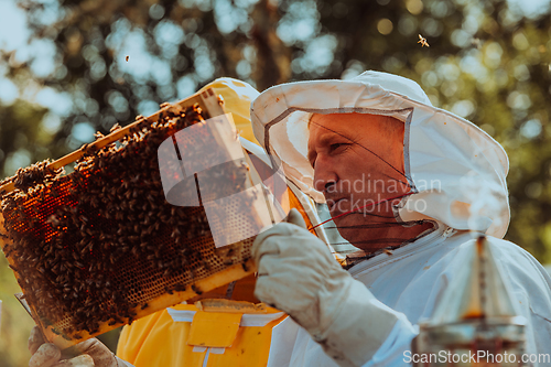 Image of Beekeepers checking honey on the beehive frame in the field. Small business owners on apiary. Natural healthy food produceris working with bees and beehives on the apiary.