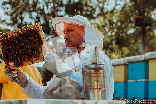 Image of Beekeeper checking honey on the beehive frame in the field. Beekeeper on apiary. Beekeeper is working with bees and beehives on the apiary.